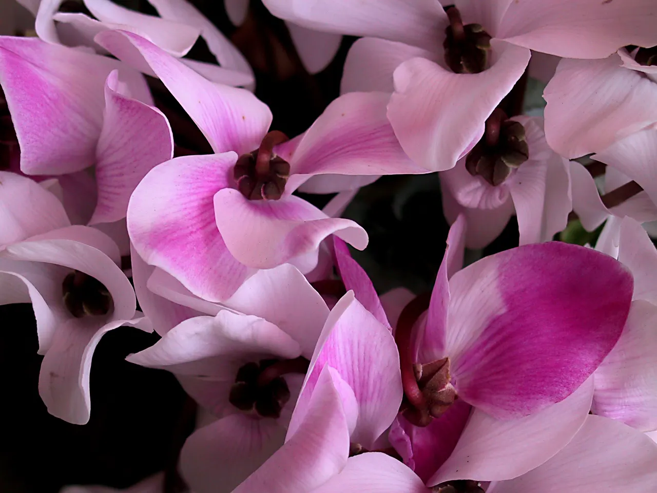 Florists' Cyclamen (Cyclamen Persicum) — Thriving in well-drained soil, keep it moist but not waterlogged; to ensure optimal growth, maintain, image 87