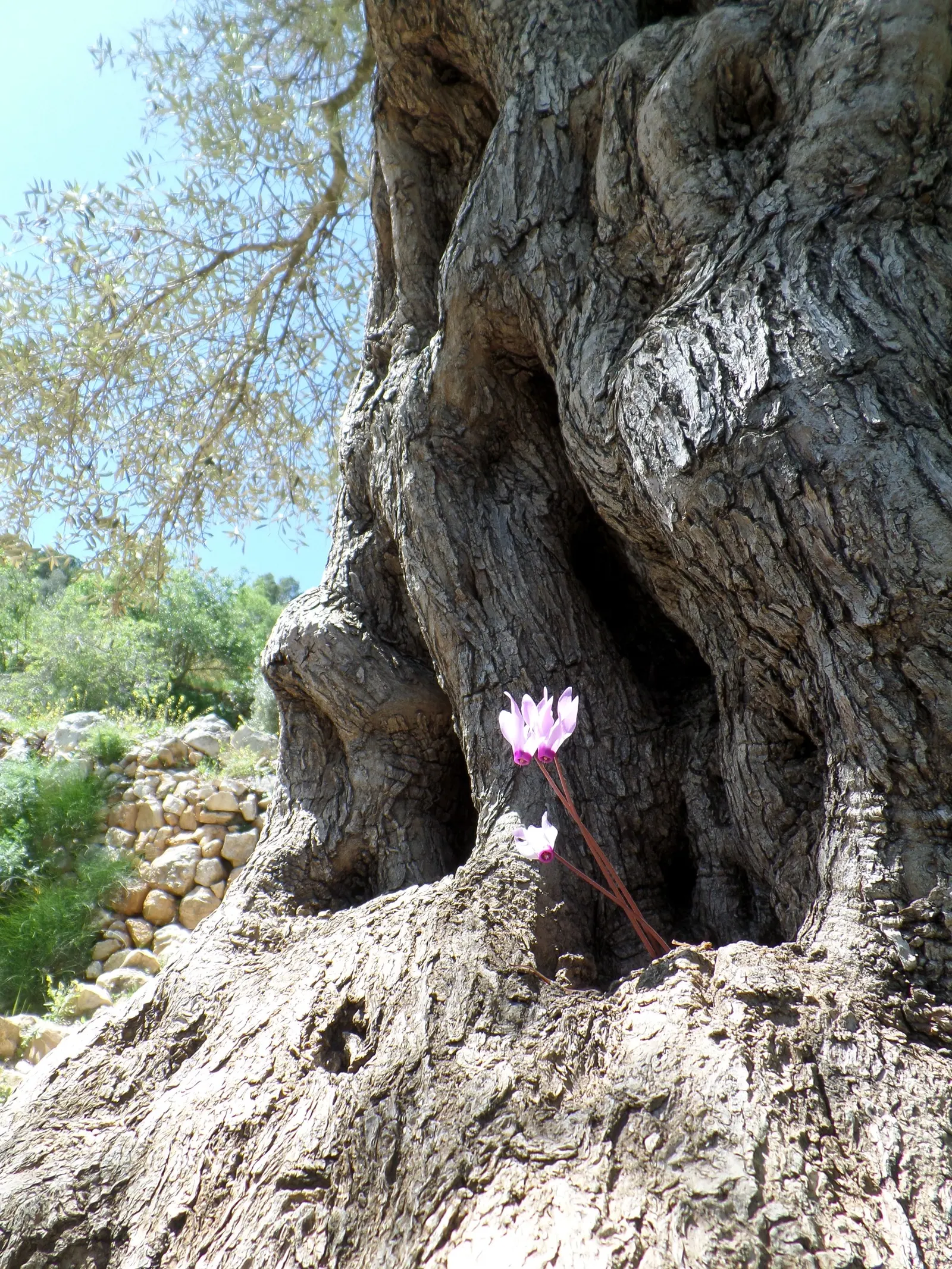 Florists' Cyclamen (Cyclamen Persicum) — Thriving in well-drained soil, keep it moist but not waterlogged