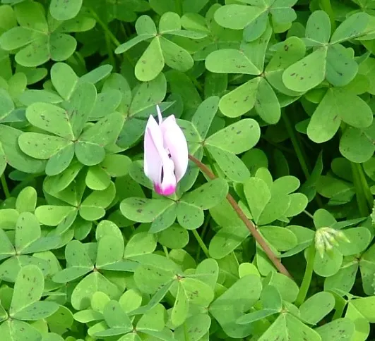 Florists' Cyclamen (Cyclamen Persicum) — To ensure optimal growth, maintain evenly moist, but not saturated, soil conditions; flourishing in cooler climates