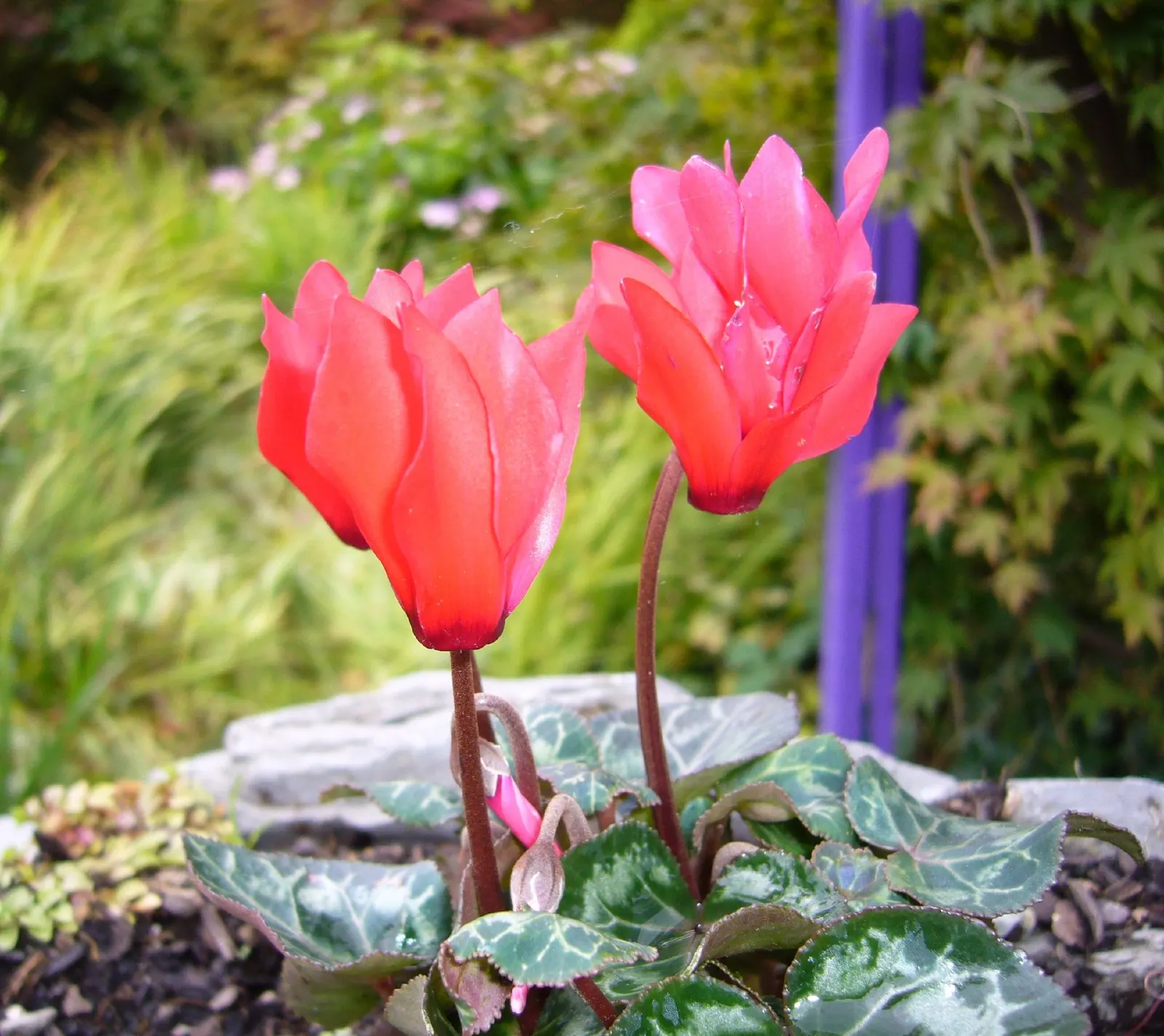 Florists' Cyclamen (Cyclamen Persicum) — Preferring partially shaded environments, it grows 6-9 inches high and spans about the same; hardy in USDA zones 9-11