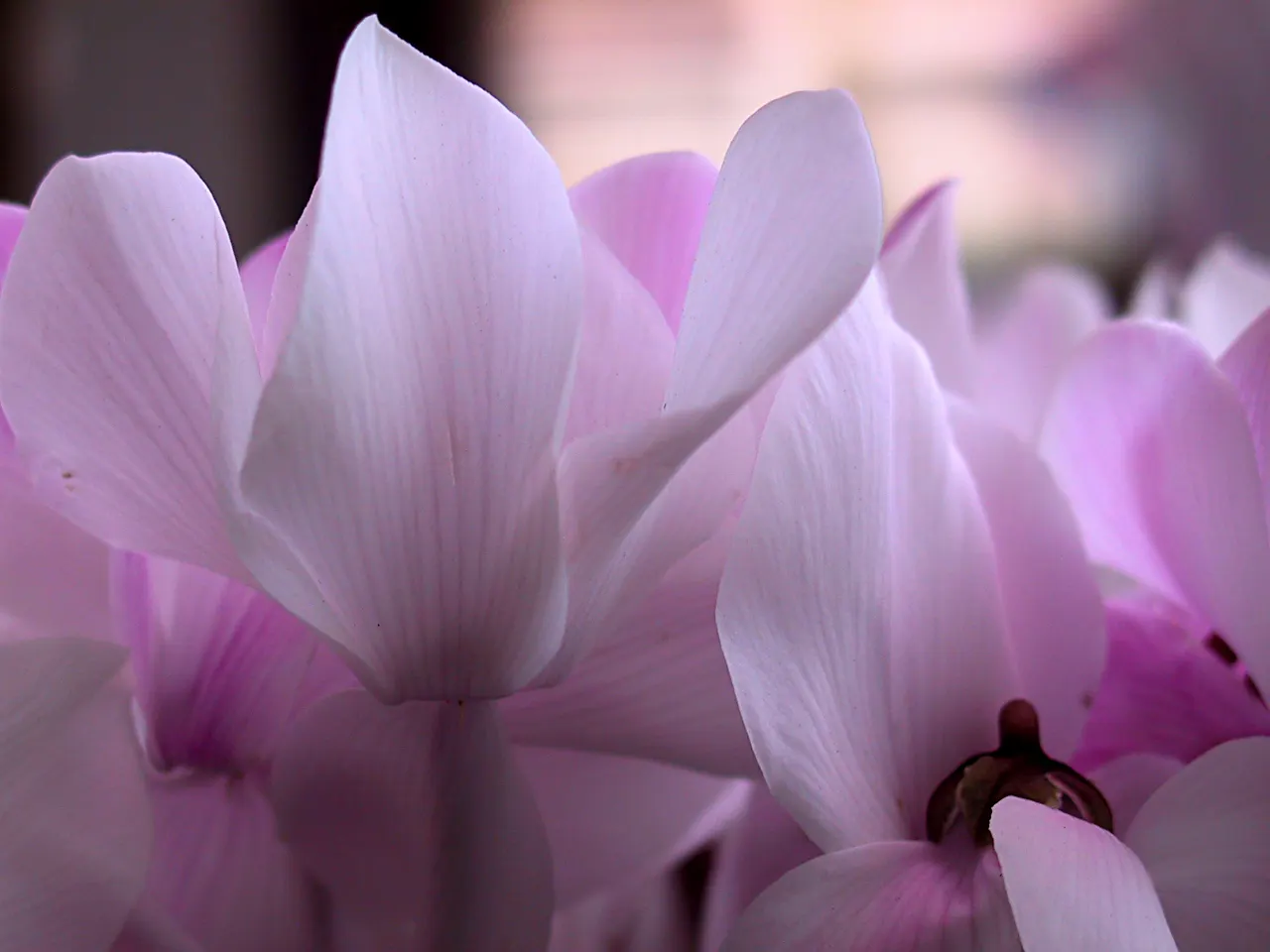 Florists' Cyclamen (Cyclamen Persicum) — Cyclamen persicum thrives in USDA Hardiness Zones 9 to 11; flourishing in cooler climates and preferring, image 66
