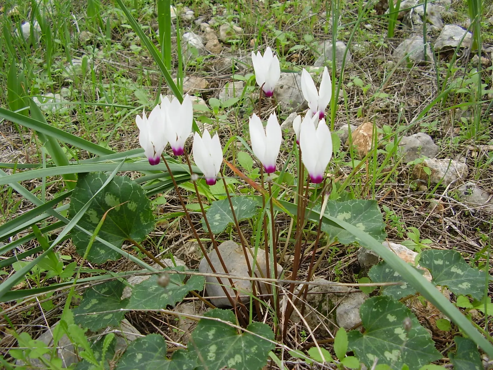 Florists' Cyclamen (Cyclamen Persicum) — flourishing in cooler climates and preferring temperatures between 40&deg;F to 68&deg;F; to ensure optimal, image 67