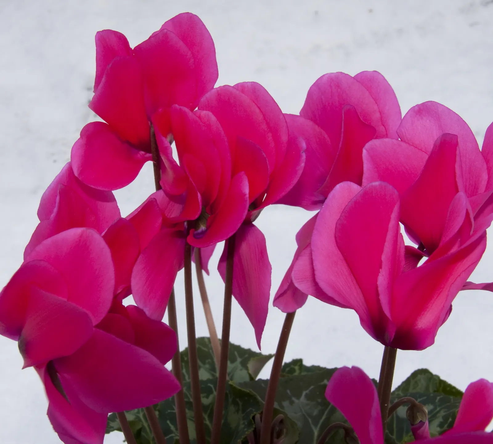 Florists' Cyclamen (Cyclamen Persicum) — away from direct midday sun; hardy in USDA zones 9-11, it provides striking color when most plants are, image 73