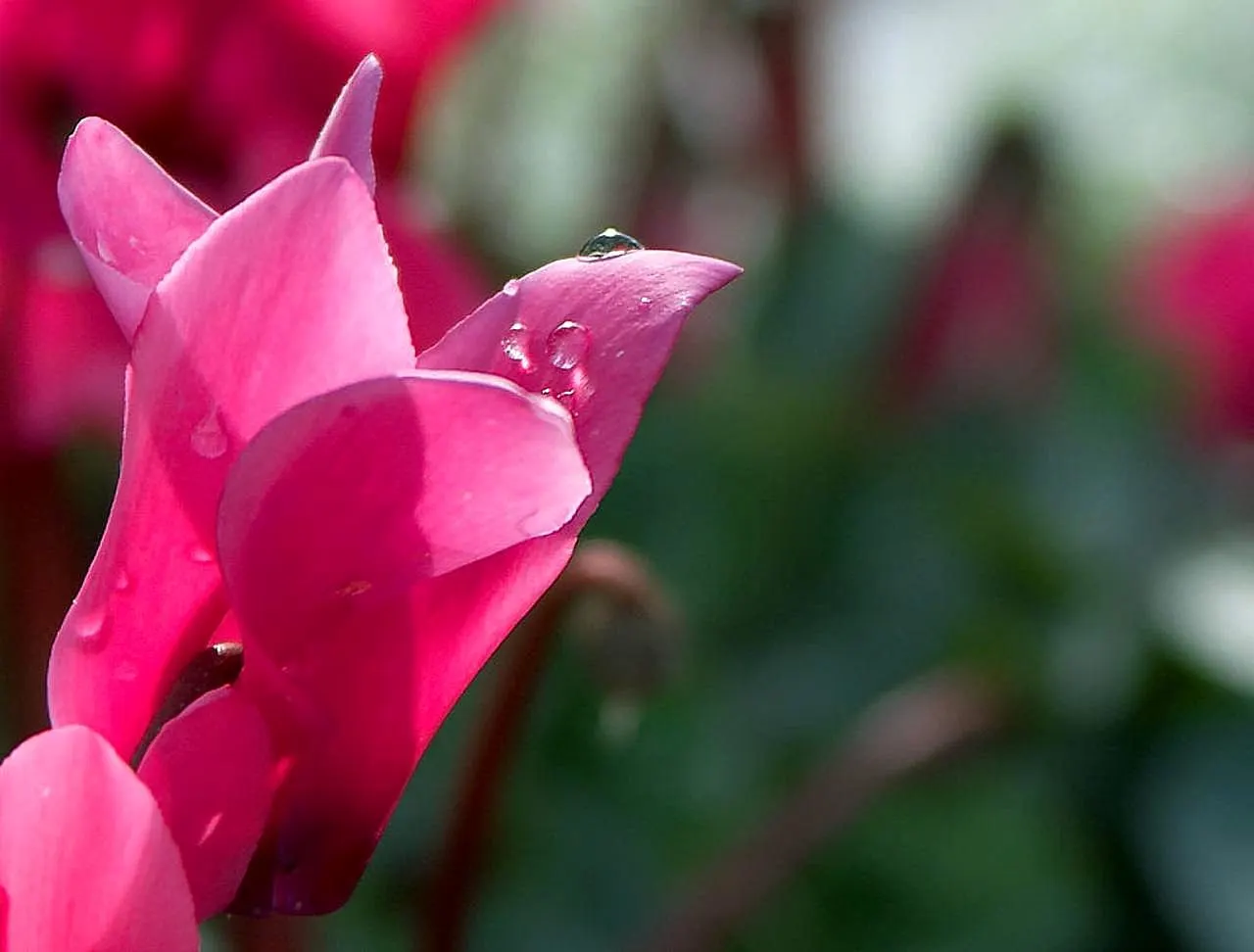 Florists' Cyclamen (Cyclamen Persicum) — This herbaceous perennial is appreciated for its ornamental value