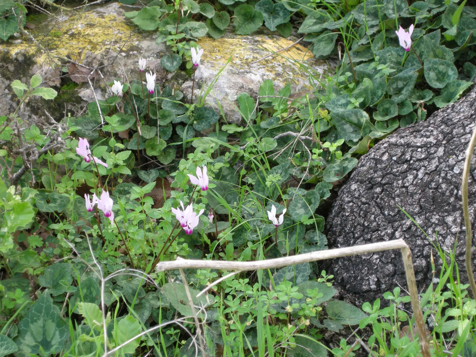 Florists' Cyclamen (Cyclamen Persicum) — and white; each petal elegantly reflexes back; it is recommended to either overwinter the plants indoors or treat them