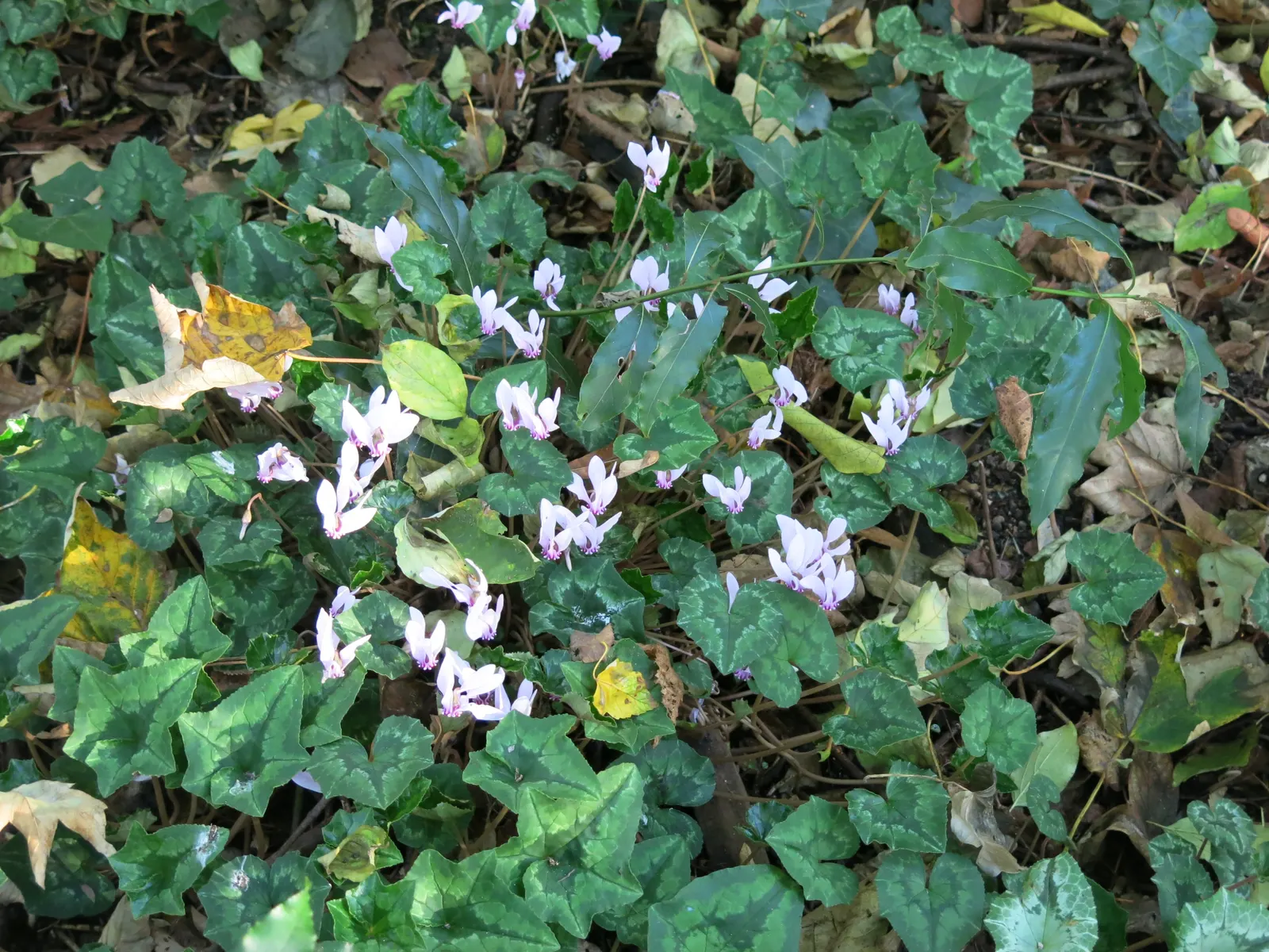 Florists' Cyclamen (Cyclamen Persicum) — Regularly deadhead spent flowers to encourage further blooming and ensure a tidy appearance
