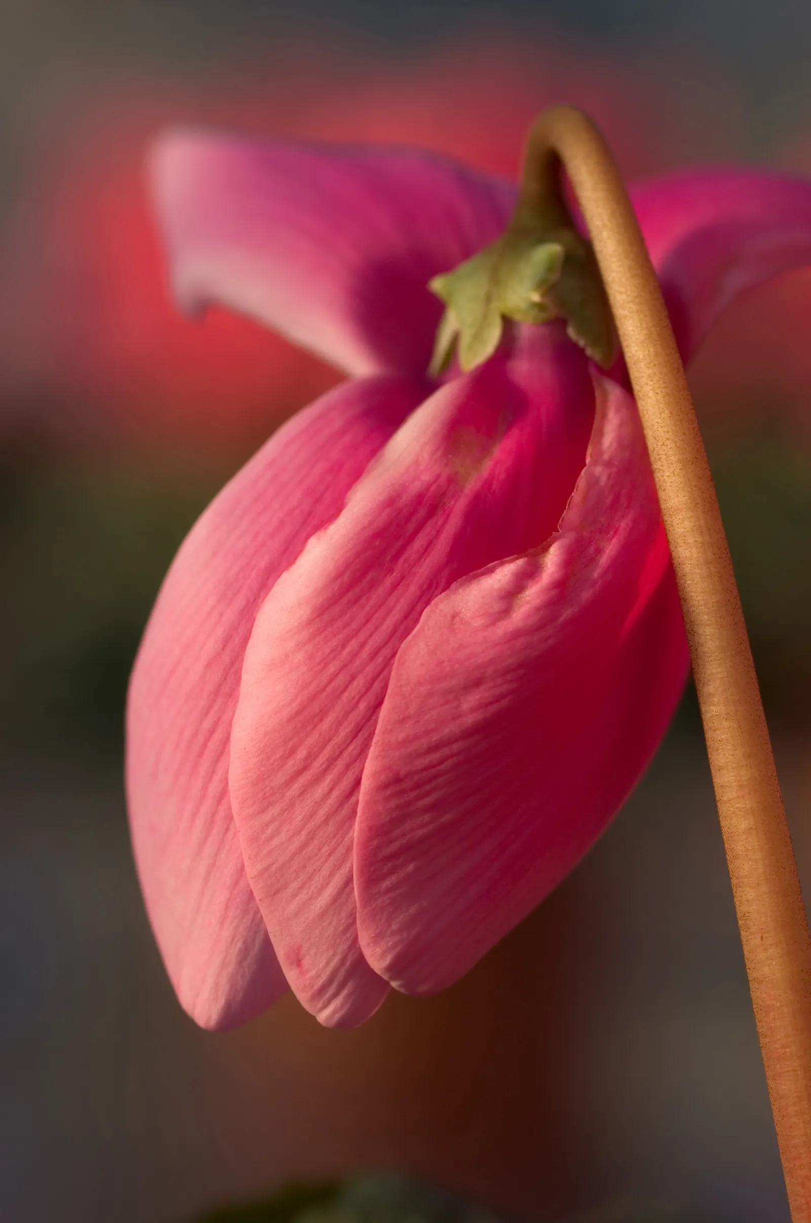 Florists' Cyclamen (Cyclamen Persicum) — typically reaching a modest height of 6 to 9 inches with a similar spread; hardy in USDA zones 9-11, it, image 65