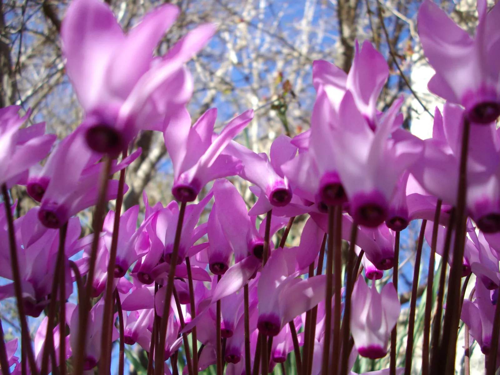 Florists' Cyclamen (Cyclamen Persicum) — When informing the client; hardy in USDA zones 9-11, it provides striking color when most plants are, image 105