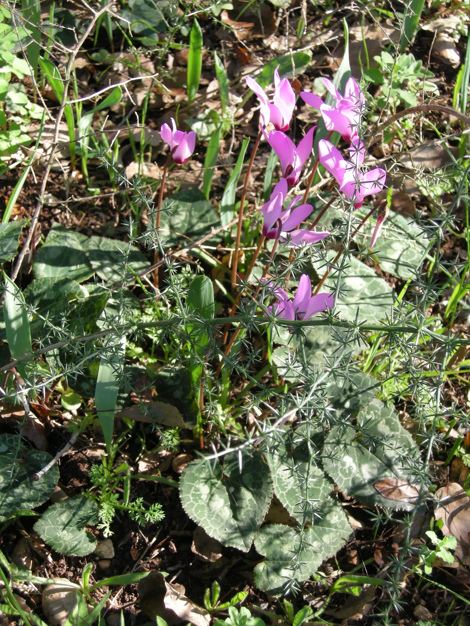 Florists' Cyclamen (Cyclamen Persicum) — <br><br>Keep in mind that while this plant is a perennial in its native range; flourishing in cooler climates and