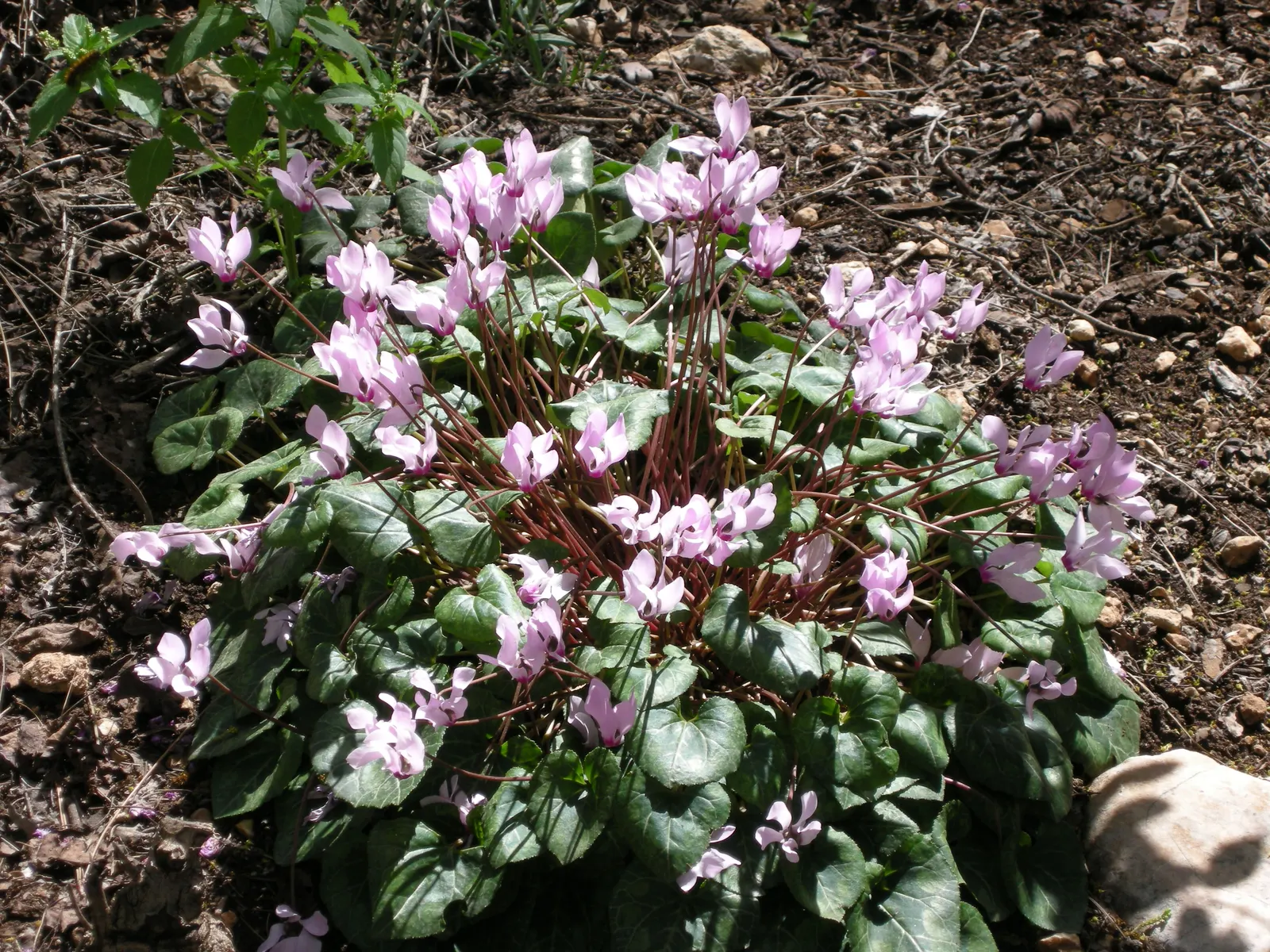 Florists' Cyclamen (Cyclamen Persicum) — Flowers range from white to purple, appearing in winter to spring; flourishing in cooler climates and, image 86