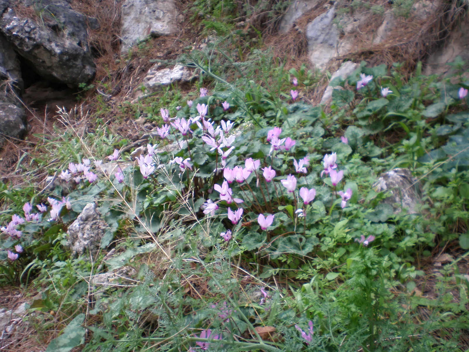 Florists' Cyclamen (Cyclamen Persicum) — Use in borders or as a charming container specimen; hardy in USDA zones 9-11, it provides striking color, image 89