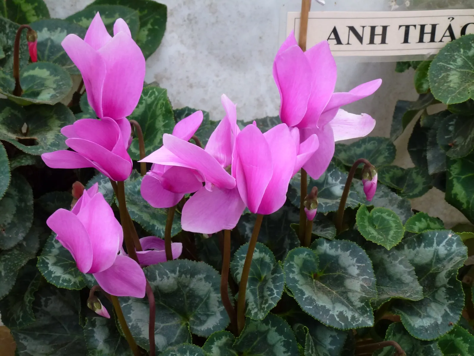 Florists' Cyclamen (Cyclamen Persicum) — Regularly deadhead spent flowers to encourage further blooming and ensure a tidy appearance; to ensure, image 75