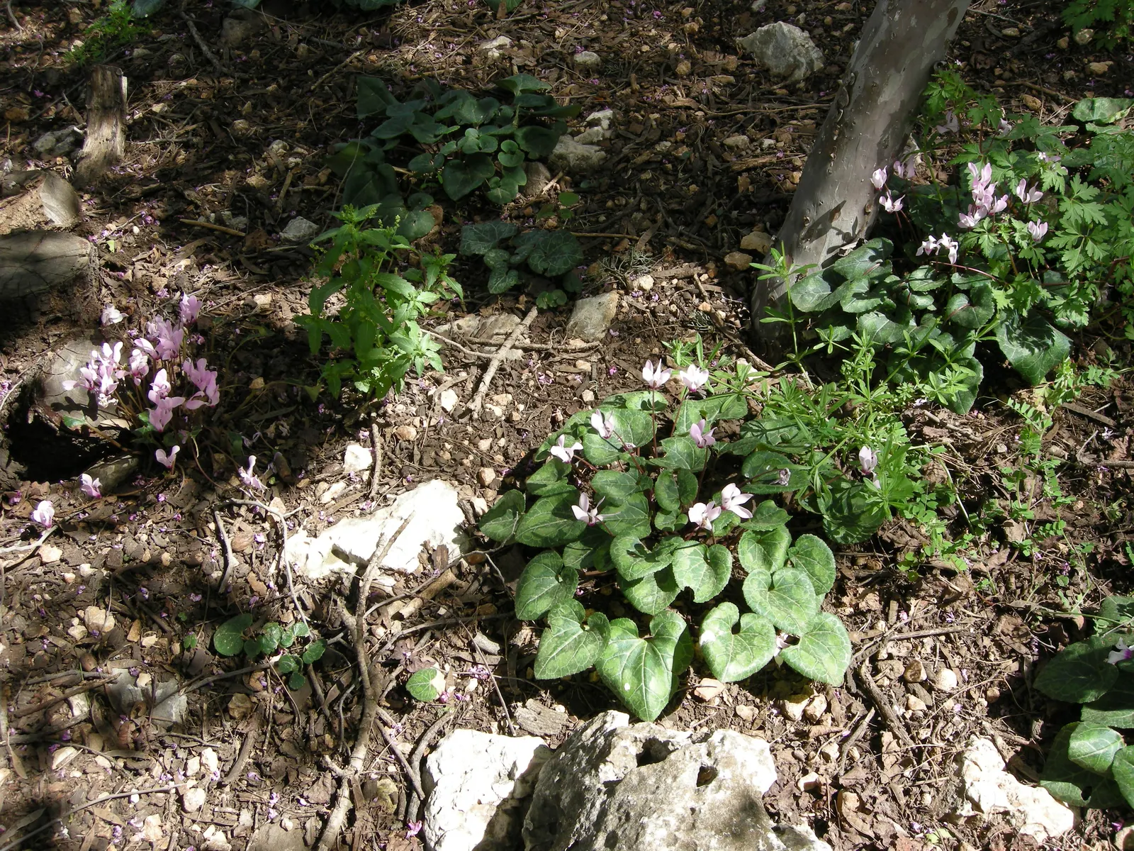 Florists' Cyclamen (Cyclamen Persicum) — During its blooming season; it is recommended to either overwinter the plants indoors or treat them as, image 96
