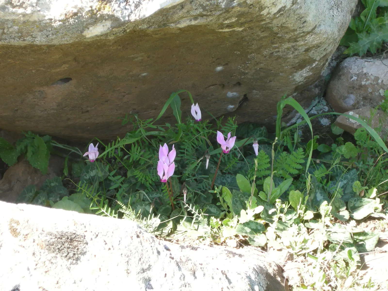 Florists' Cyclamen (Cyclamen Persicum) — Thriving in well-drained soil, keep it moist but not waterlogged; to ensure optimal growth, maintain, image 59