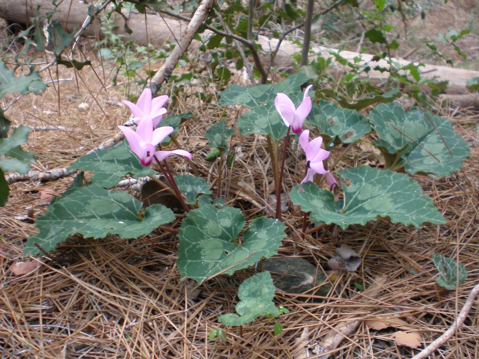 Florists' Cyclamen (Cyclamen Persicum) — To ensure optimal growth, maintain evenly moist, but not saturated, soil conditions; flourishing in cooler, image 102