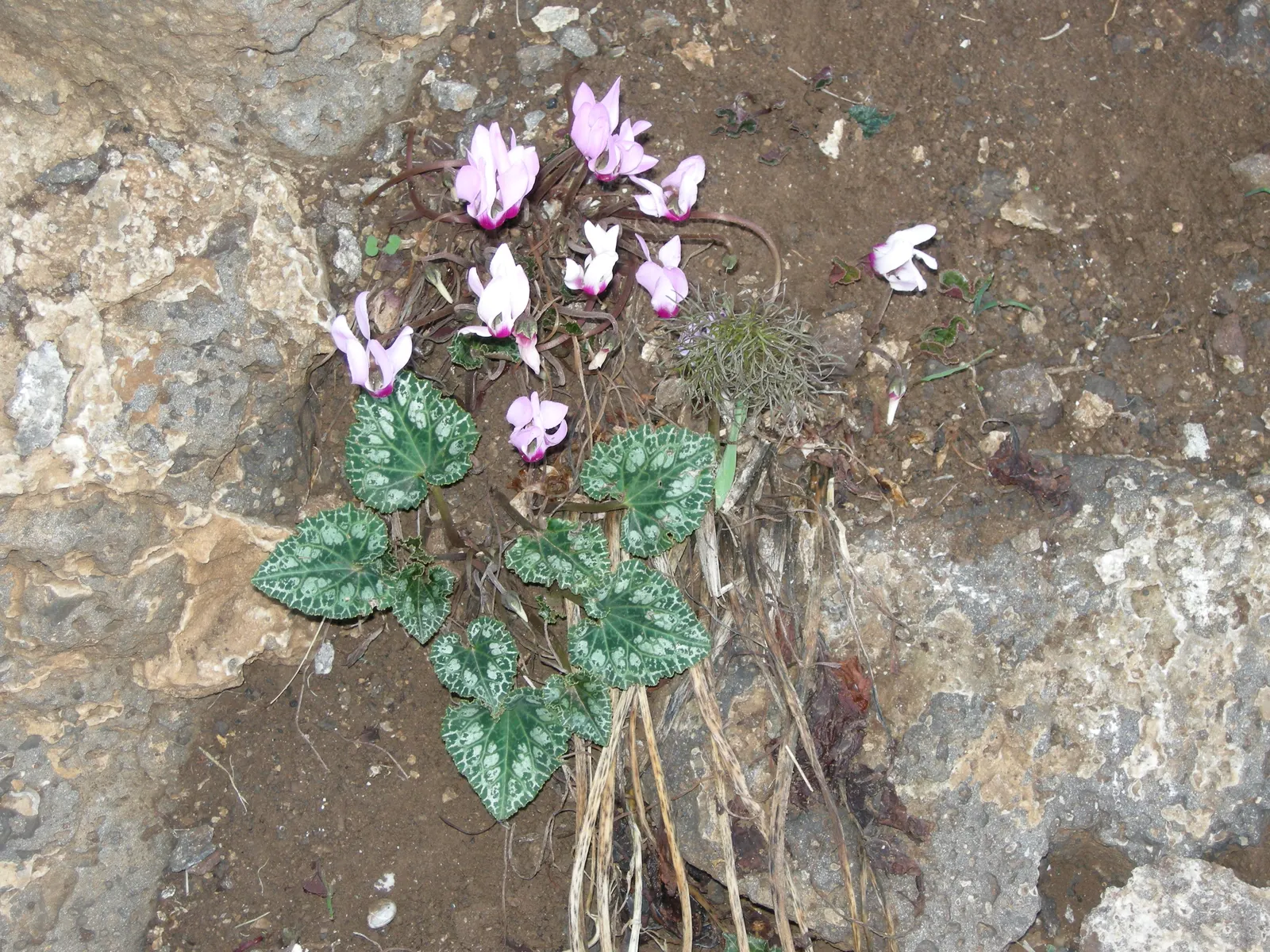 Florists' Cyclamen (Cyclamen Persicum) — scientifically known as Cyclamen persicum; flourishing in cooler climates and preferring temperatures, image 62