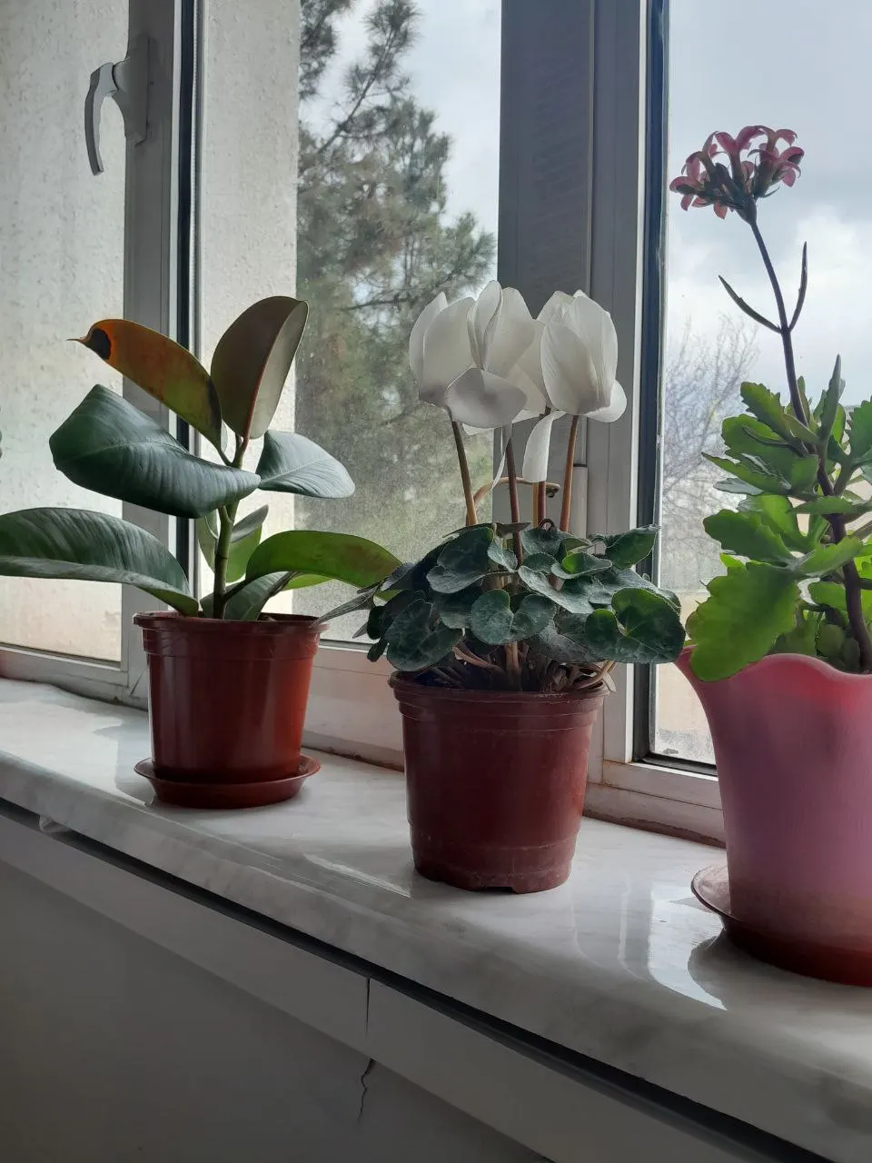 Florists' Cyclamen (Cyclamen Persicum) — Flowers range from white to purple, appearing in winter to spring; flourishing in cooler climates and preferring