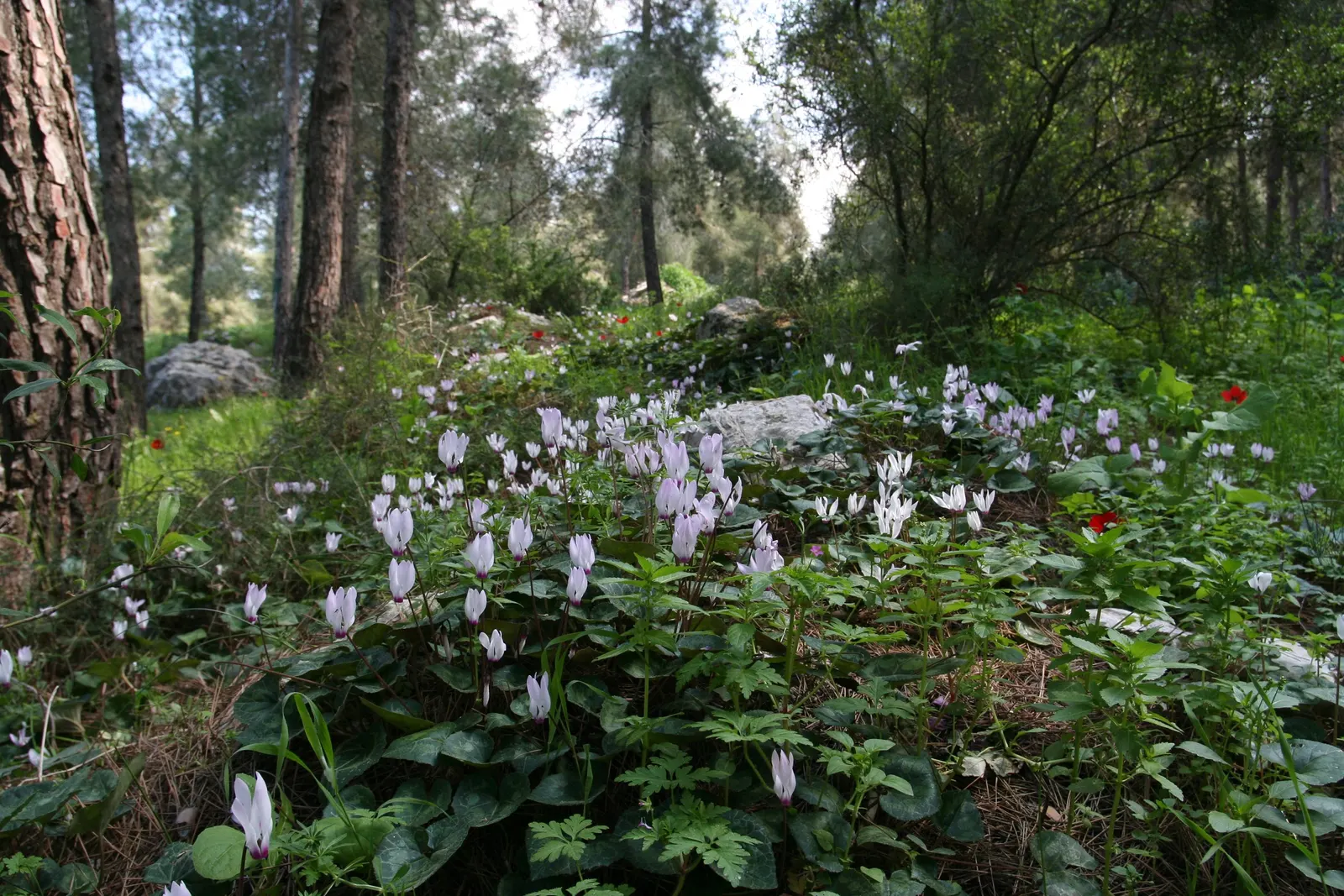 Florists' Cyclamen (Cyclamen Persicum) — the Florists' Cyclamen produces upright; flourishing in cooler climates and preferring temperatures, image 70