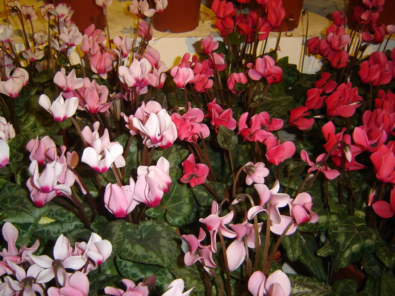 Florists' Cyclamen (Cyclamen Persicum) — To ensure optimal growth, maintain evenly moist, but not saturated, soil conditions