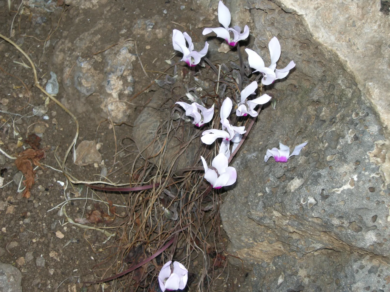 Florists' Cyclamen (Cyclamen Persicum) — Each blossom stands on a stem up to 12 inches high and showcases a range of vibrant hues including pink, image 71