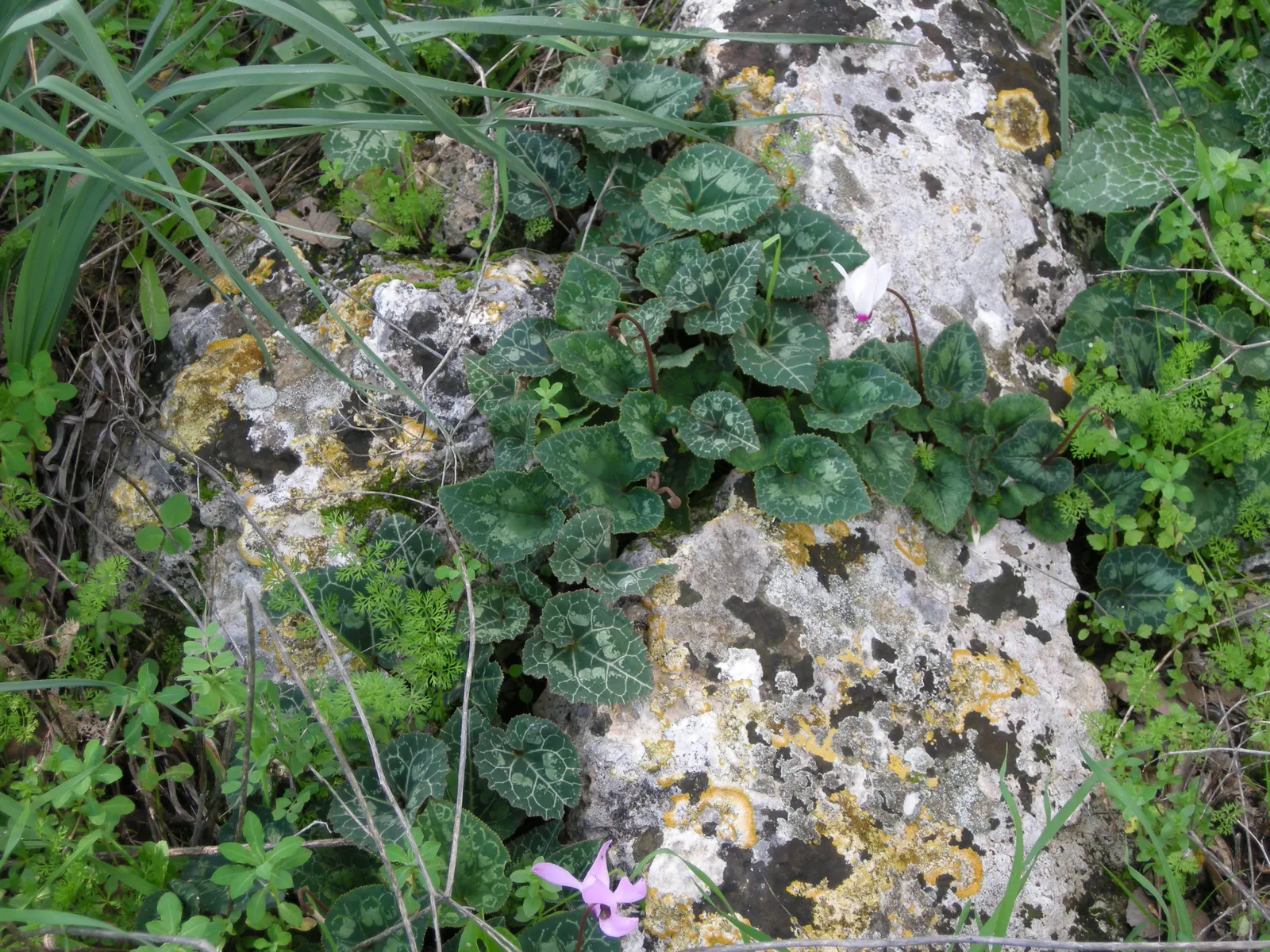 Florists' Cyclamen (Cyclamen Persicum) — Preferring partially shaded environments, it grows 6-9 inches high and spans about the same