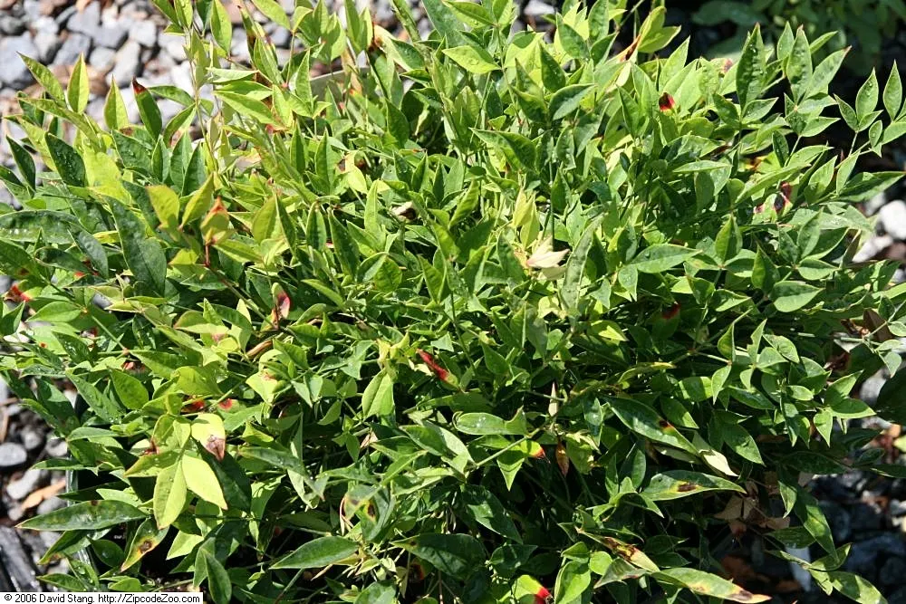 Heavenly Bamboo, Compact Nandina (Nandina Domestica 'Compacta') — Heavenly Bamboo 'Compacta' (Nandina domestica 'Compacta') is a dense