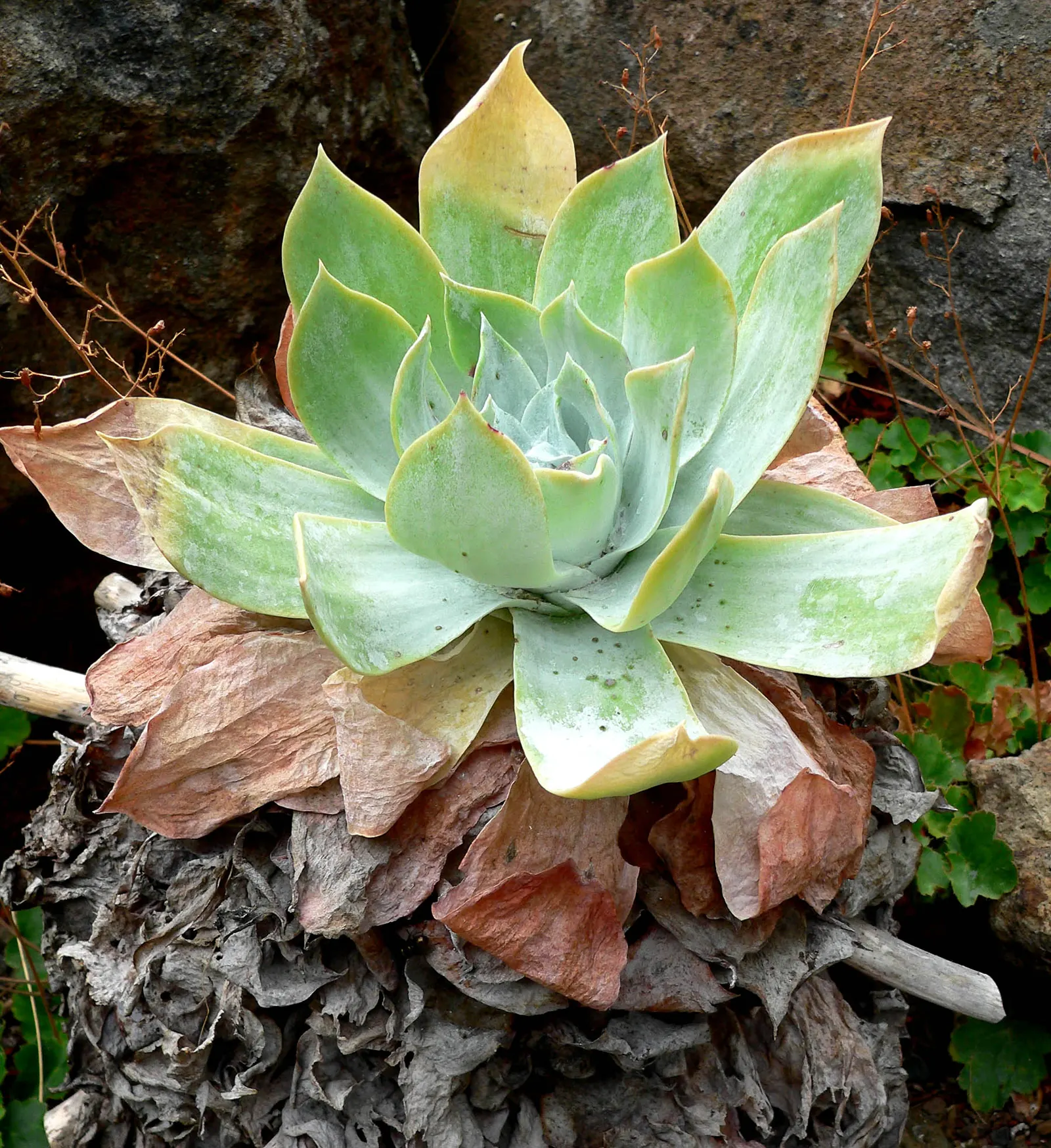 Dudleya (Dudleya Brittonii) — It requires minimal maintenance and is best positioned in full sun to partial shade