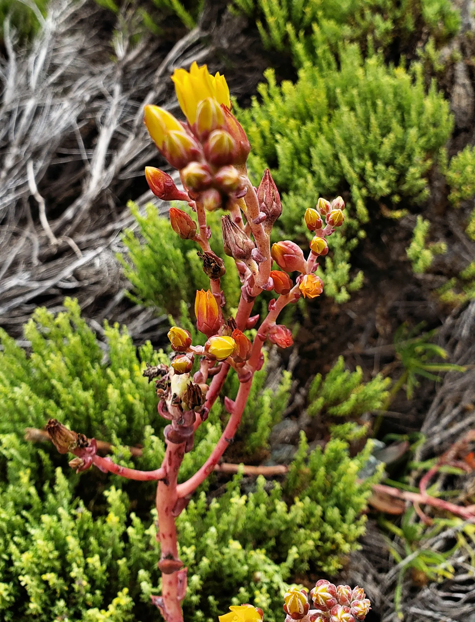 Dudleya (Dudleya Brittonii) — succulent with yellow blooms; this perennial plant boasts silvery-white rosettes that can reach a substantial, image 75