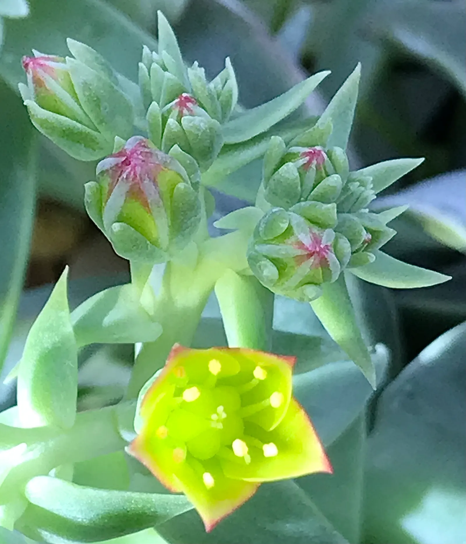 Dudleya (Dudleya Brittonii) — and as a focal point in drought-resistant plantings