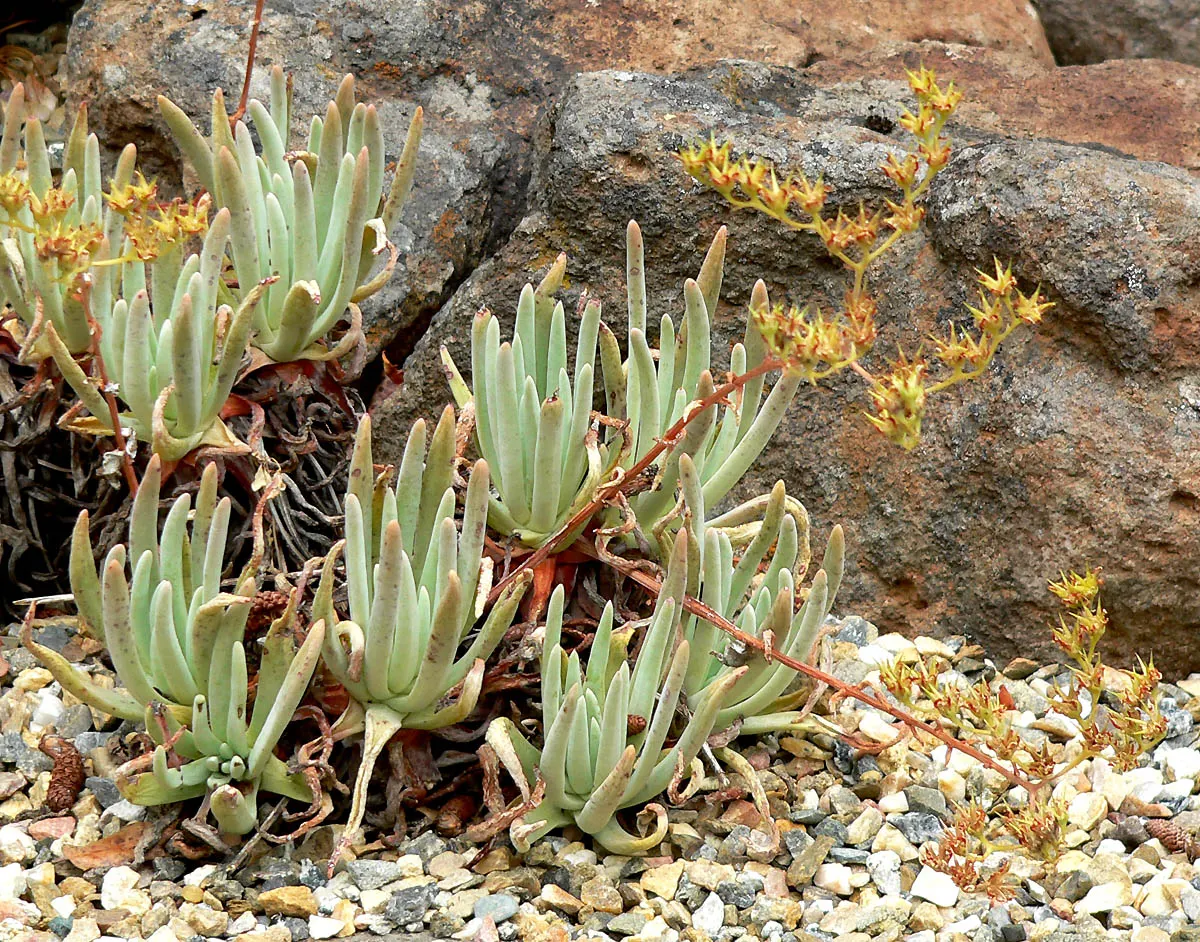 Dudleya (Dudleya Brittonii) — succulent for full or half