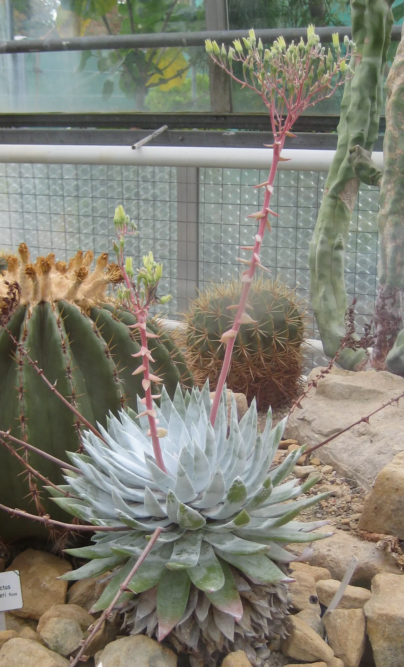 Dudleya (Dudleya Brittonii) — These compelling attributes make it an excellent choice for rock gardens; commonly known as Giant Chalk Dudleya or, image 53