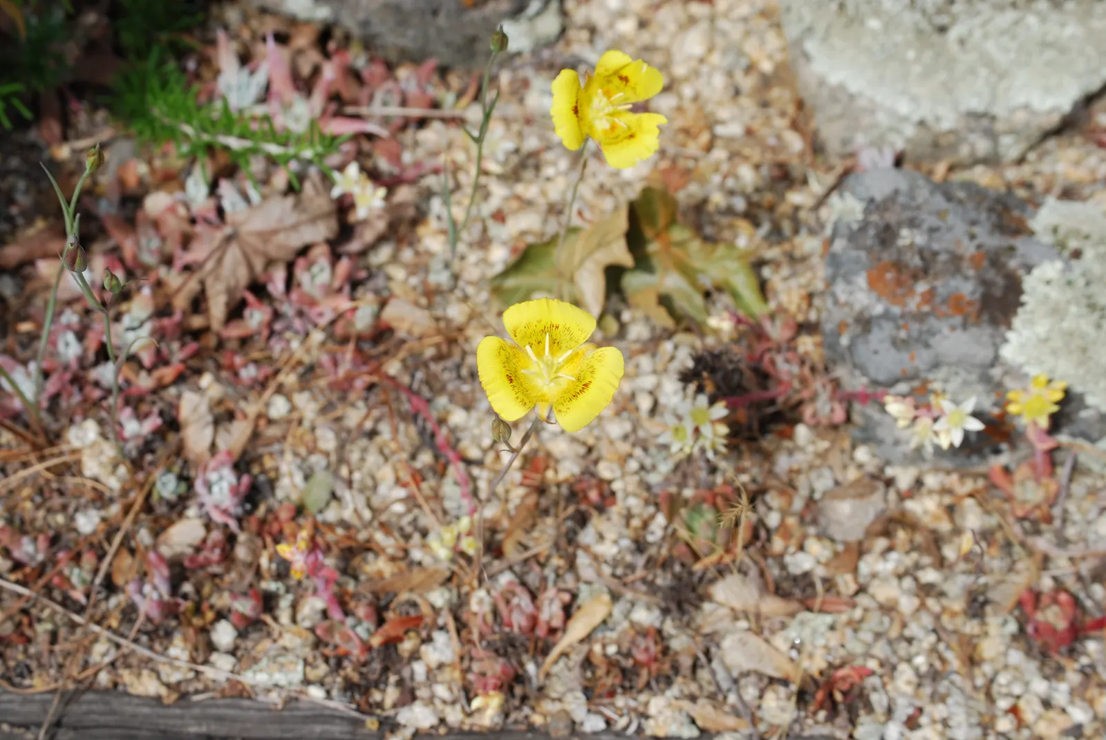 Dudleya (Dudleya Brittonii) — commonly known as Giant Chalk Dudleya or Britton's Dudleya