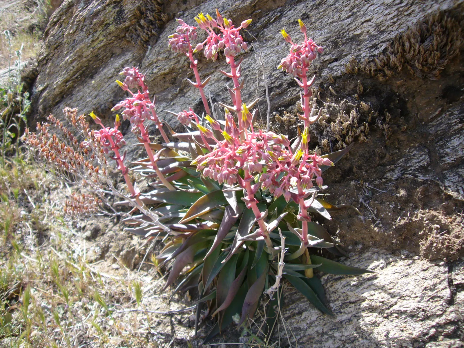 Dudleya (Dudleya Brittonii) — the 'Giant Chalk Dudleya,' is a striking succulent that boasts a rosette of powdery silver leaves