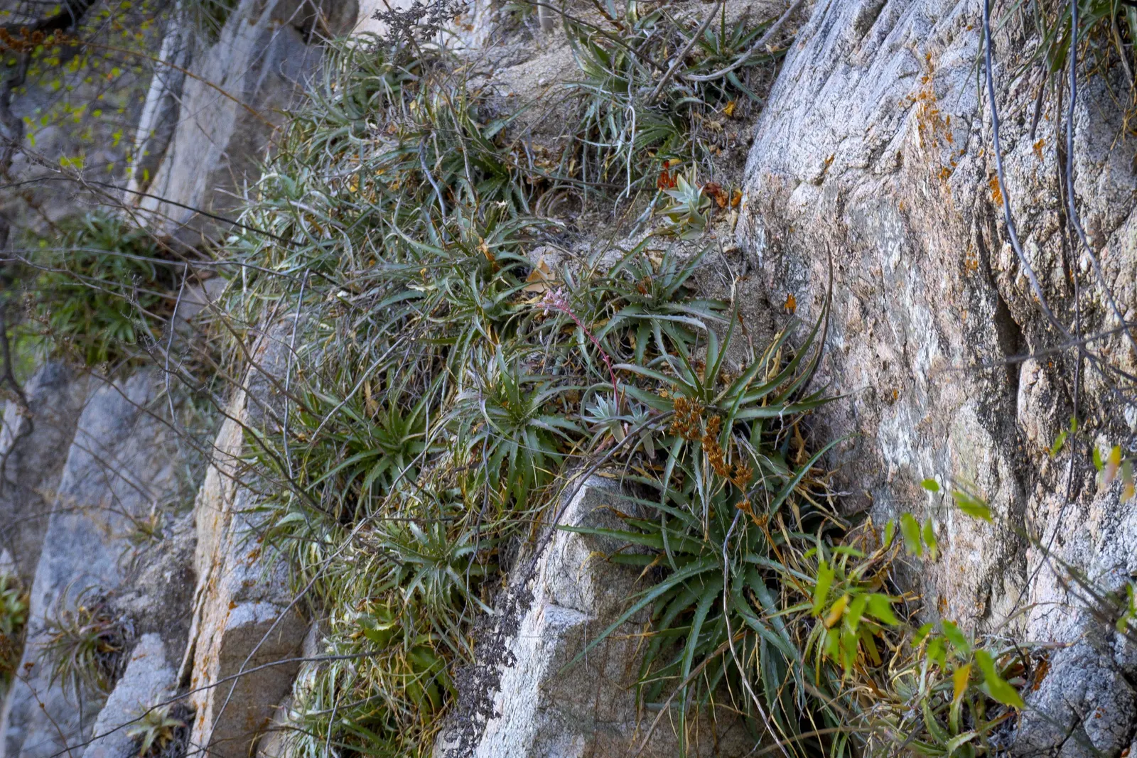 Dudleya (Dudleya Brittonii) — the 'Giant Chalk Dudleya,' is a striking succulent that boasts a rosette of powdery silver leaves; with minimal water needs, it's