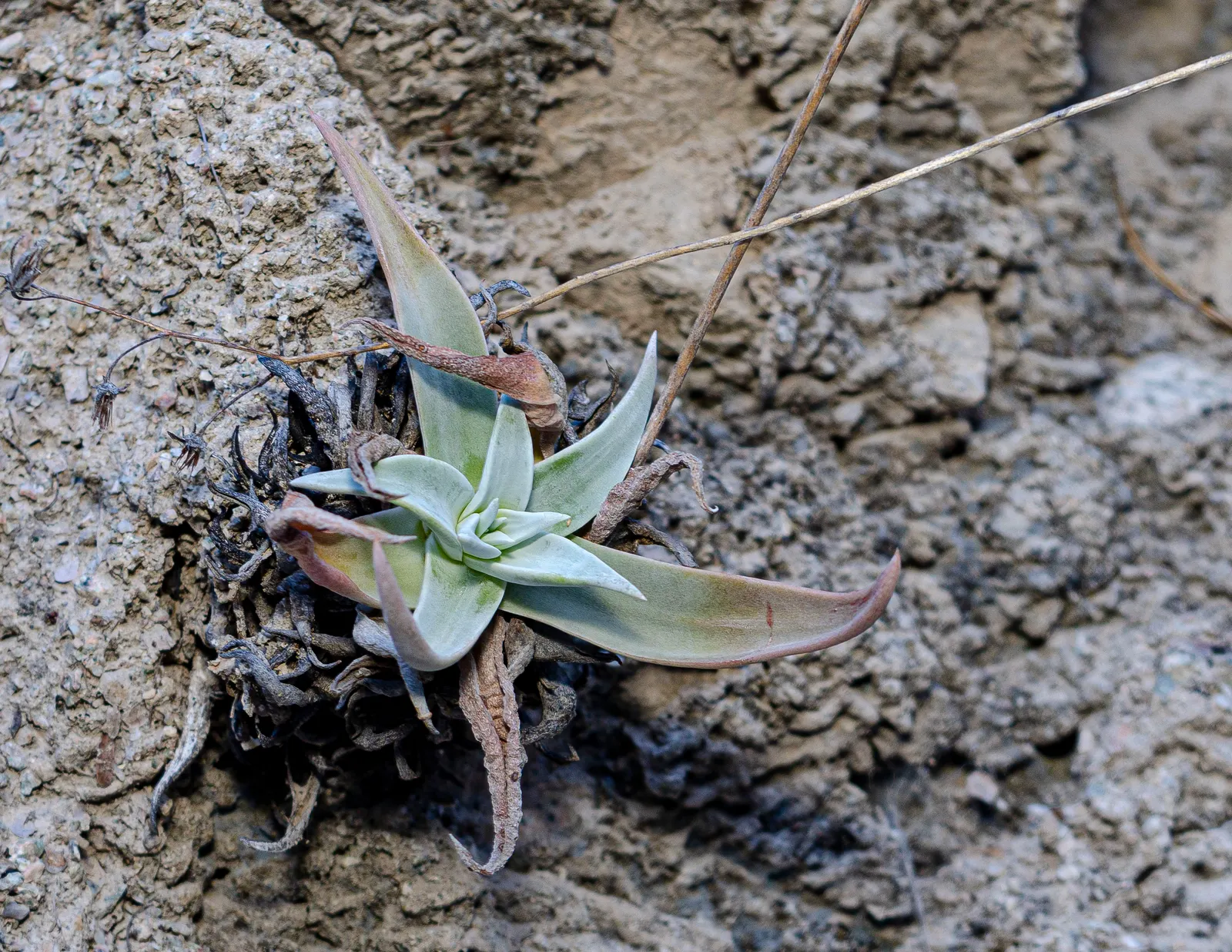 Dudleya (Dudleya Brittonii) — this perennial plant boasts silvery-white rosettes that can reach a substantial diameter of up to 18 inches; this, image 85