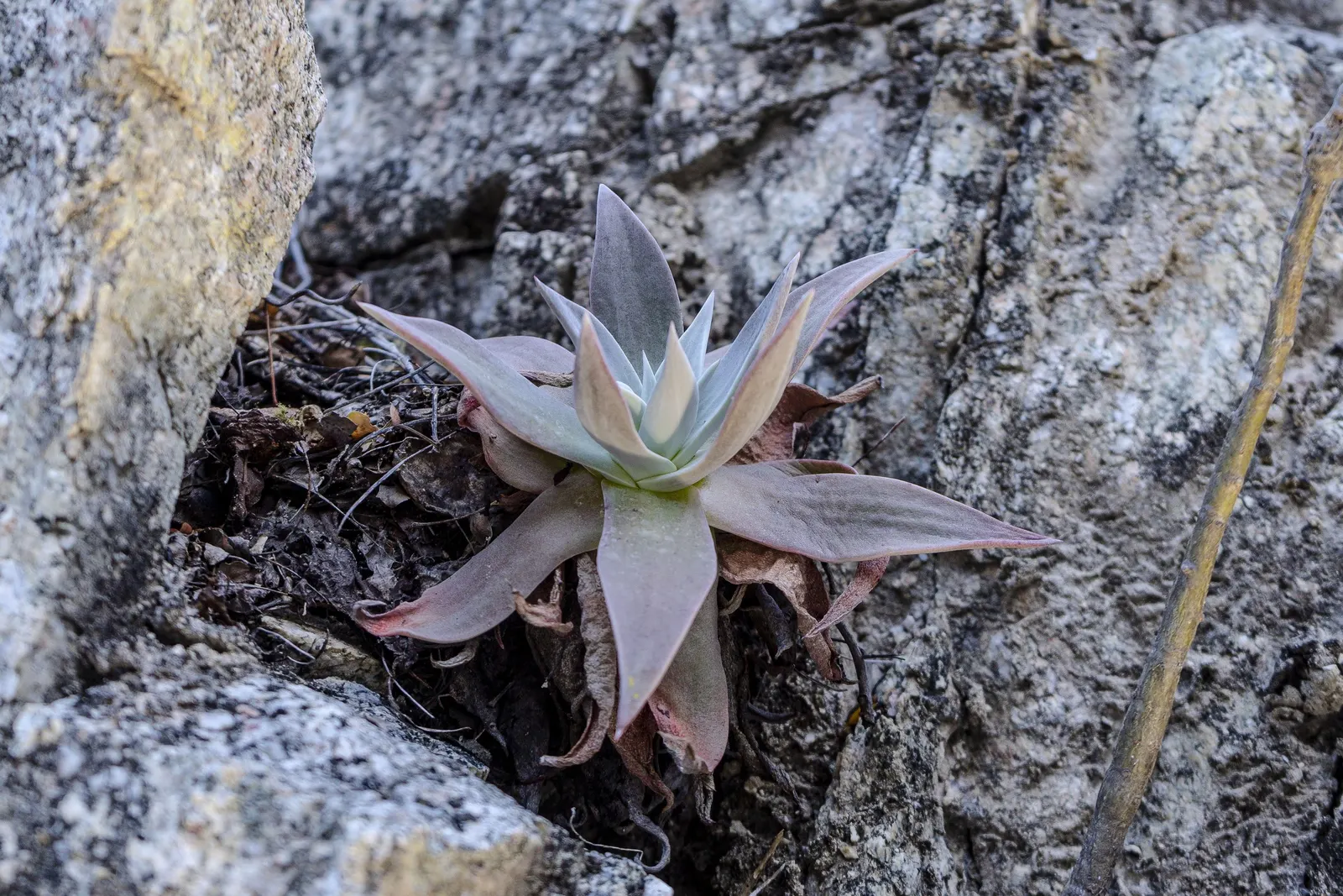 Dudleya (Dudleya Brittonii) — Dudleyas produce yellow inflorescences on tall stalks in summer; up to 2-foot tall inflorescences capped with clusters of bright