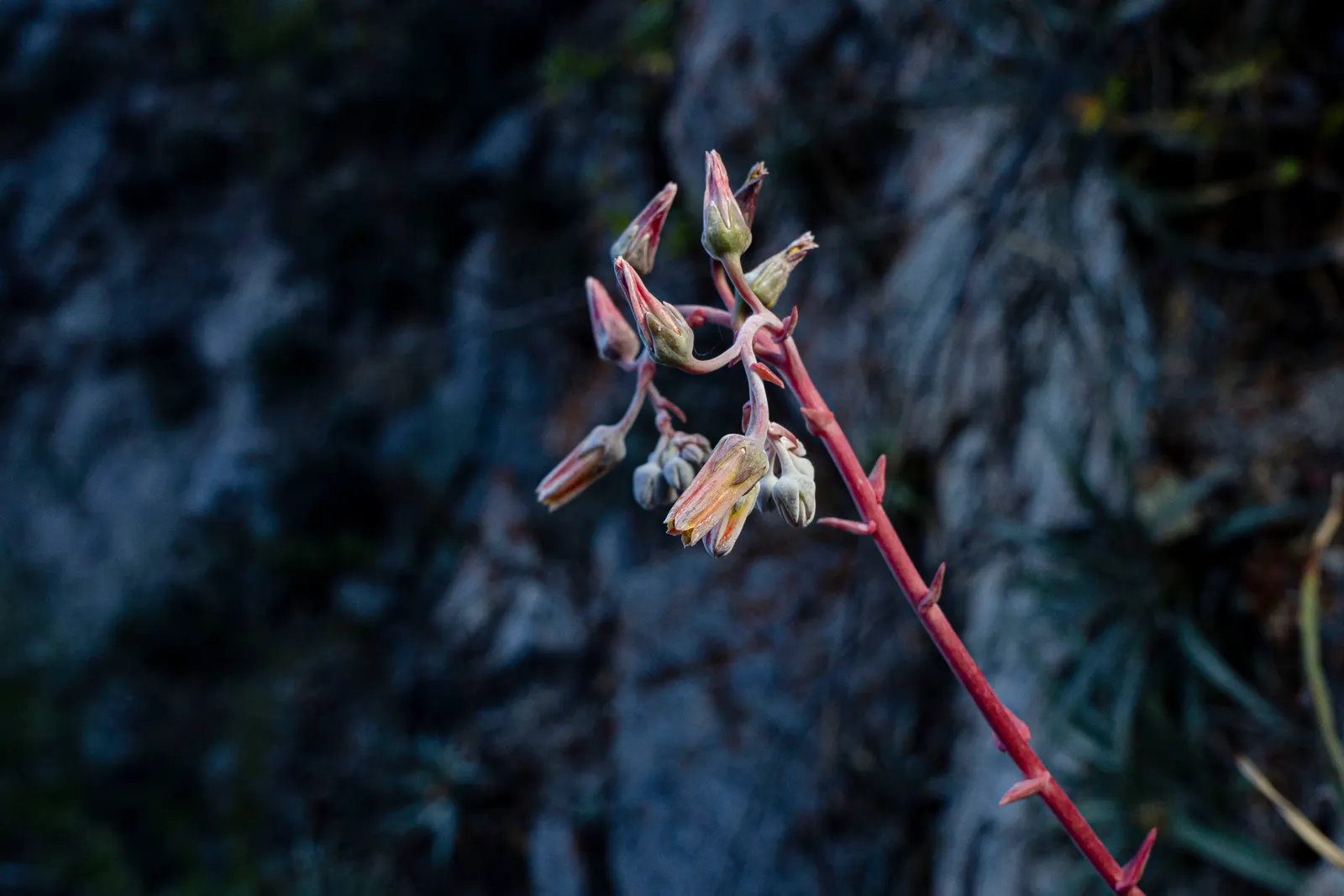 Dudleya (Dudleya Brittonii) — up to 2-foot tall inflorescences capped with clusters of bright red to coral flowers; dudleya brittonii sends up erect