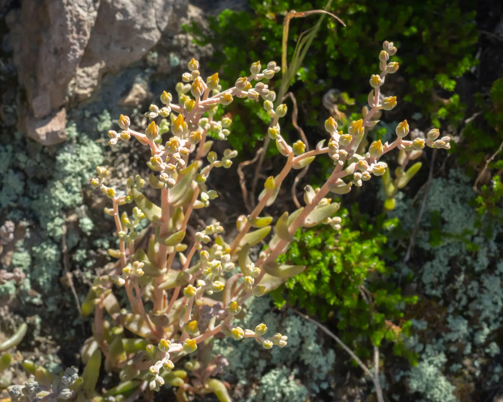 Dudleya (Dudleya Brittonii) — commonly known as Giant Chalk Dudleya or Britton's Dudleya; native to Baja California, image 45