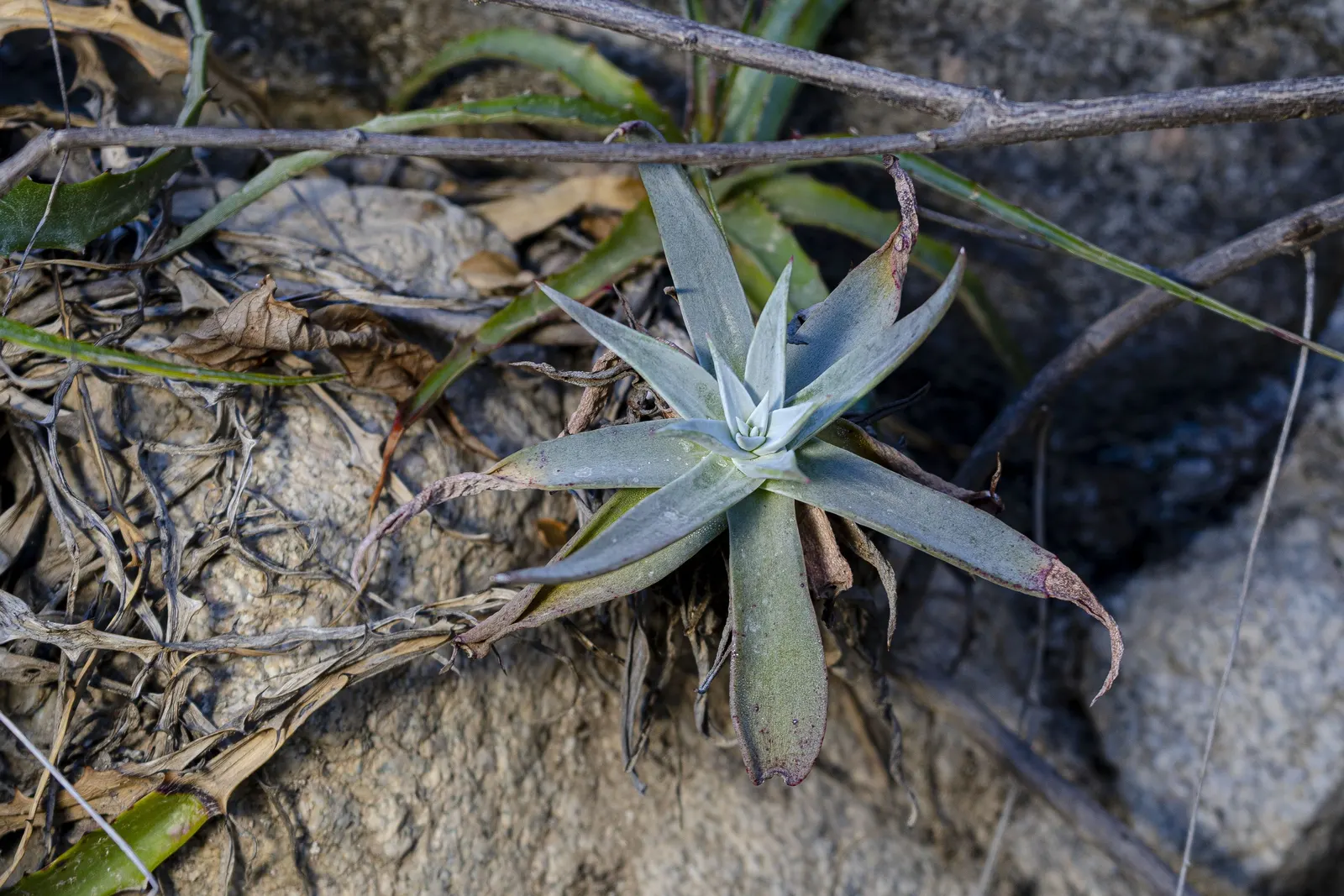 Dudleya (Dudleya Brittonii) — succulent with yellow blooms; this perennial plant boasts silvery-white rosettes that can reach a substantial, image 56