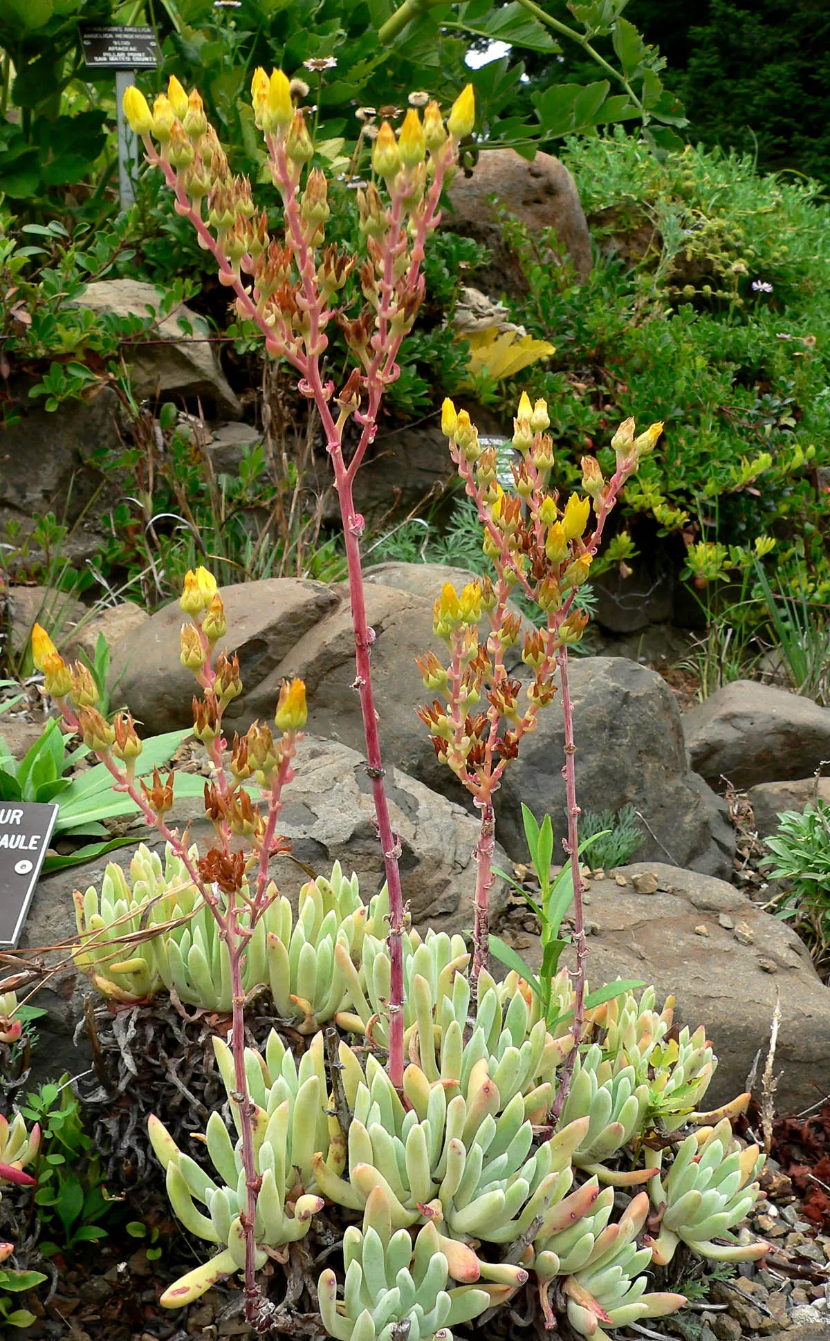 Dudleya (Dudleya Brittonii) — Native to Baja California; these compelling attributes make it an excellent choice for rock gardens