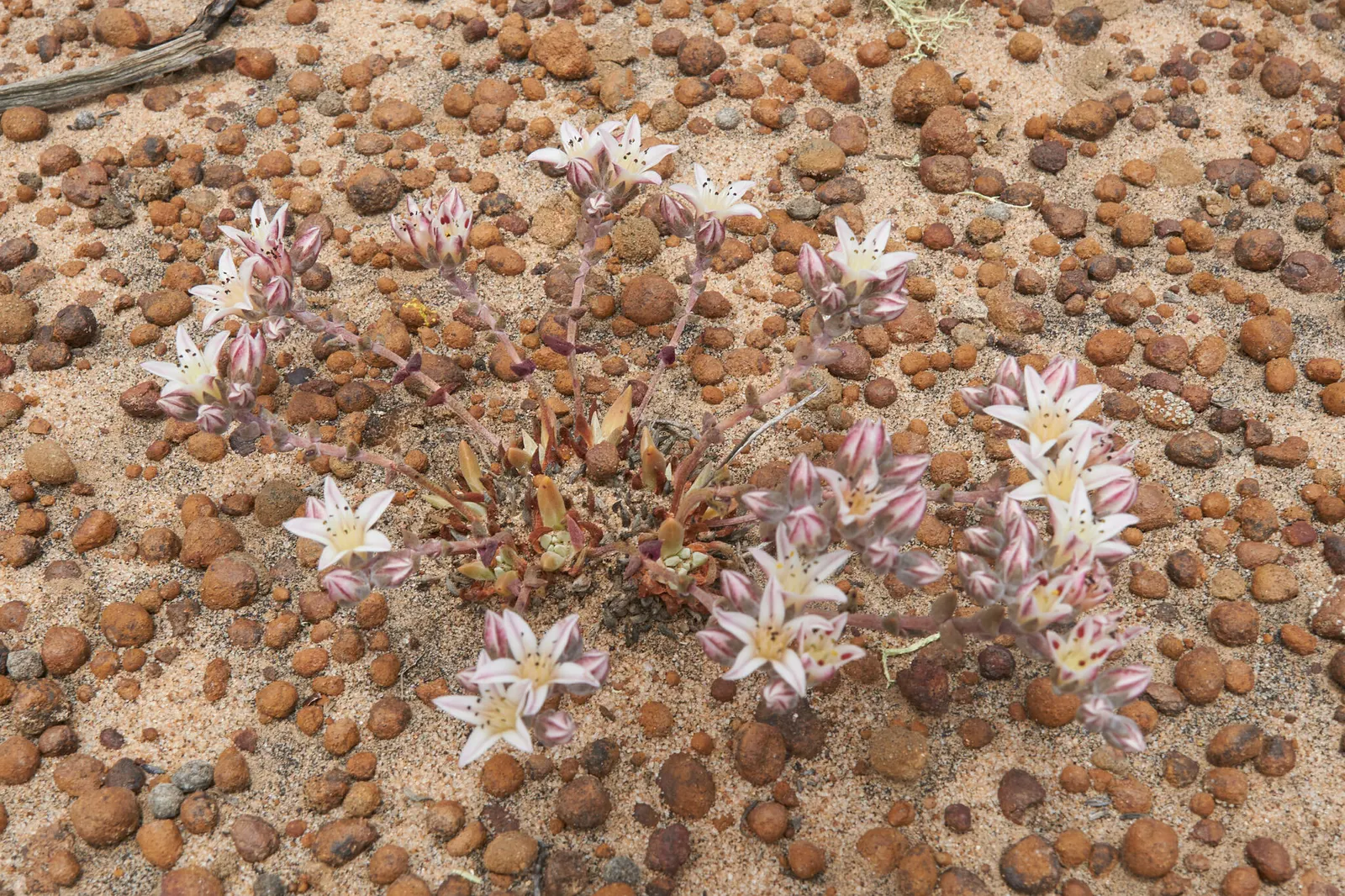 Dudleya (Dudleya Brittonii) — Native to Baja California; these compelling attributes make it an excellent choice for rock gardens, image 65