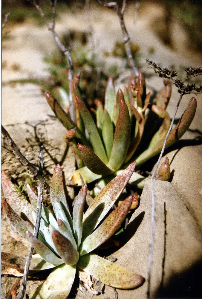 Dudleya (Dudleya Brittonii) — These compelling attributes make it an excellent choice for rock gardens; commonly known as Giant Chalk Dudleya or, image 72