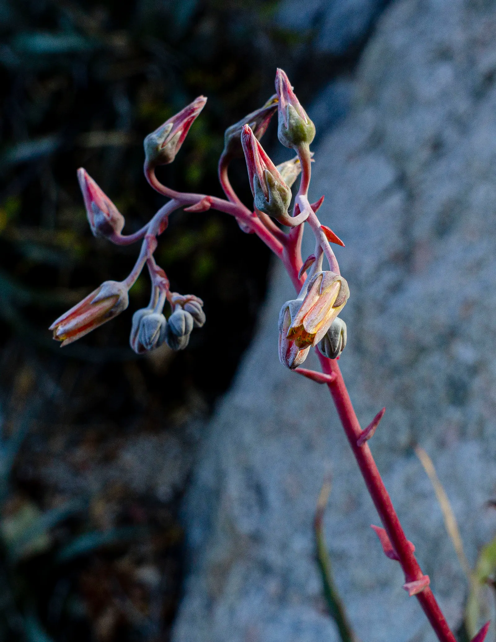 Dudleya (Dudleya Brittonii) — Dudleyas produce yellow inflorescences on tall stalks in summer; up to 2-foot tall inflorescences capped with, image 43