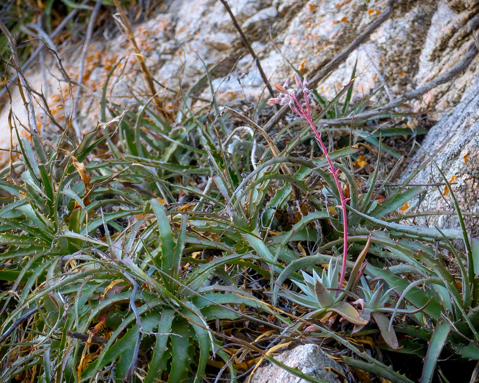 Dudleya (Dudleya Brittonii) — ideally receiving a few hours of direct sunlight daily; yellow flowers in the garden, image 49