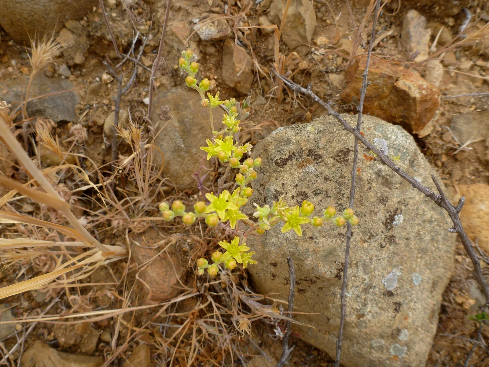 Dudleya (Dudleya Brittonii) — This plant prefers well-drained soil and thrives in USDA zones 9-11; succulent with yellow blooms, image 79