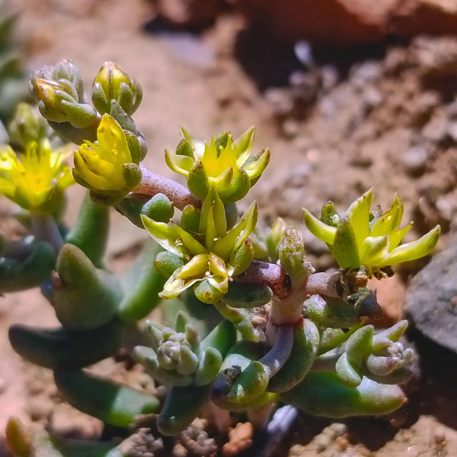 Dudleya (Dudleya Brittonii) — With minimal water needs, it's ideal for drought-tolerant landscapes; adding a bold contrast to rock gardens or as focal points