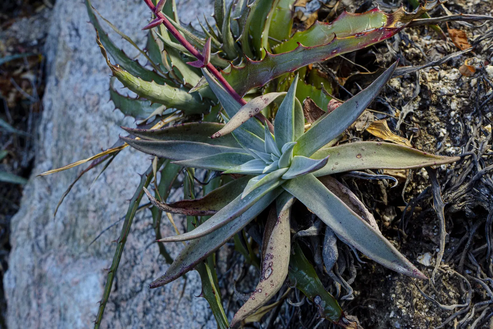 Dudleya (Dudleya Brittonii) — yellow flowers in the garden; reaching up to 18 inches in diameter, image 55