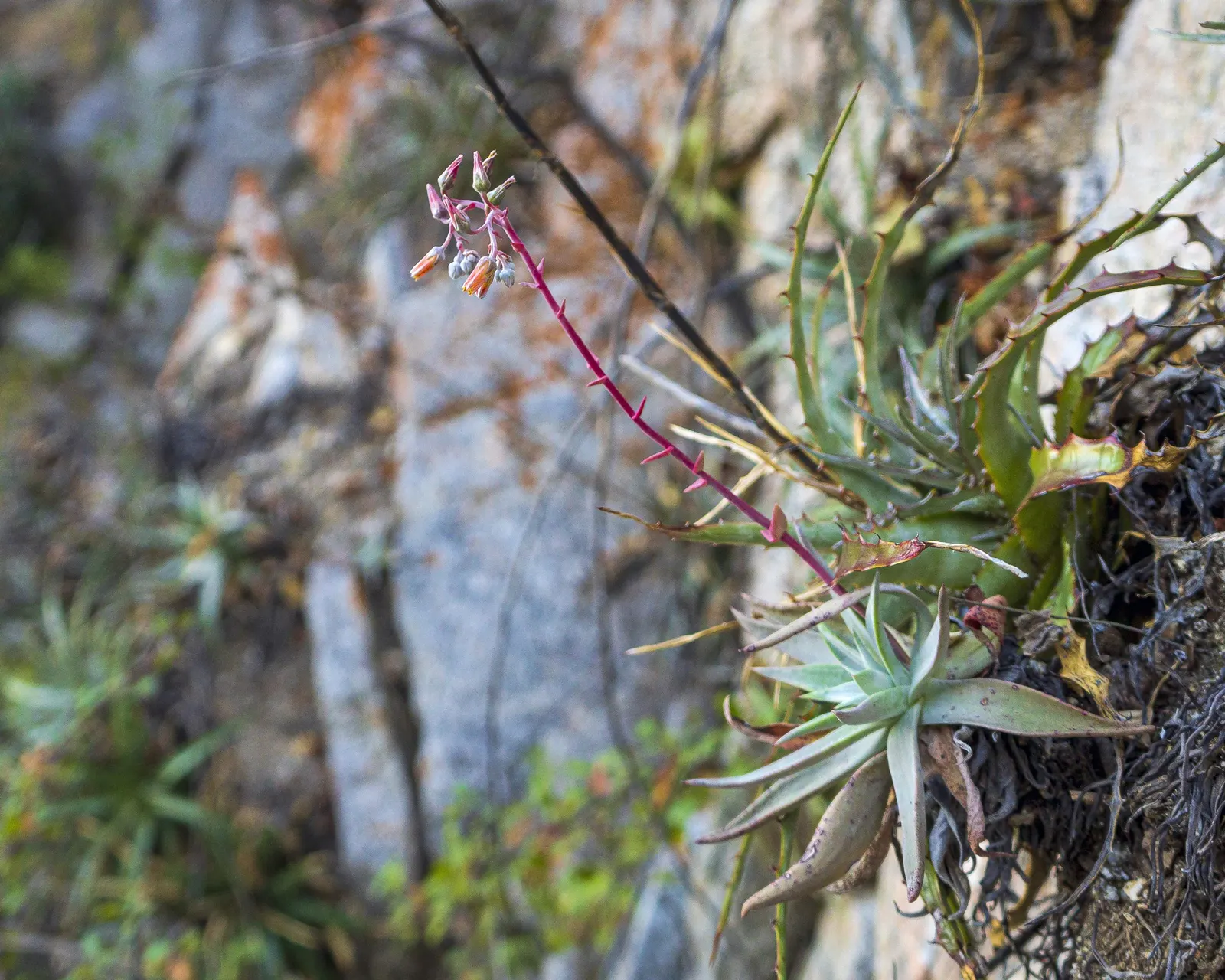 Dudleya (Dudleya Brittonii) — up to 2-foot tall inflorescences capped with clusters of bright red to coral flowers