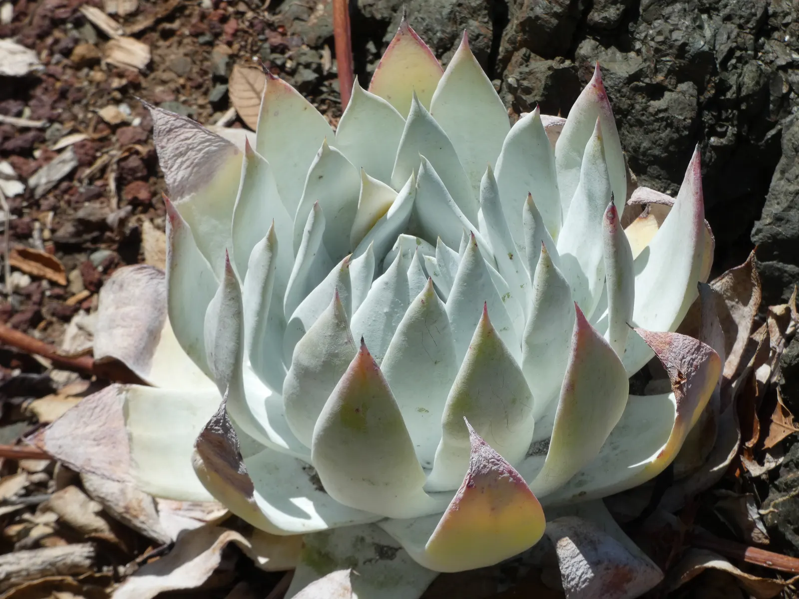 Dudleya (Dudleya Brittonii) — ideally receiving a few hours of direct sunlight daily