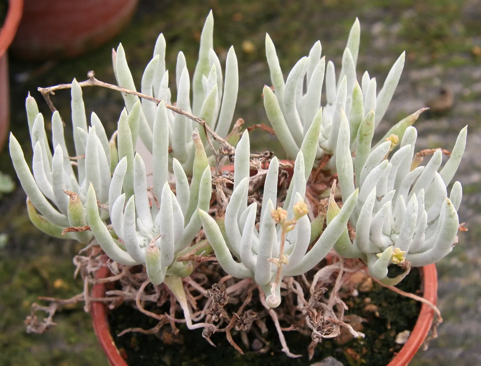 Dudleya (Dudleya Brittonii) — Dudleyas produce yellow inflorescences on tall stalks in summer; up to 2-foot tall inflorescences capped with, image 62